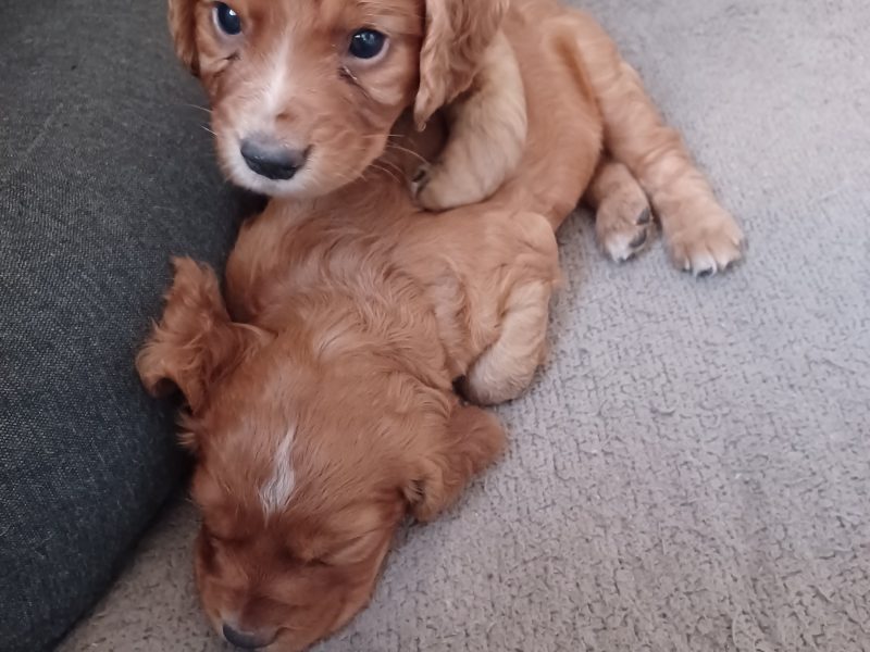 Working Cocker Spaniels