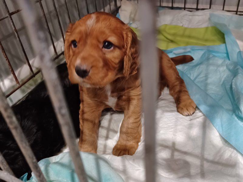 Working Cocker Spaniels