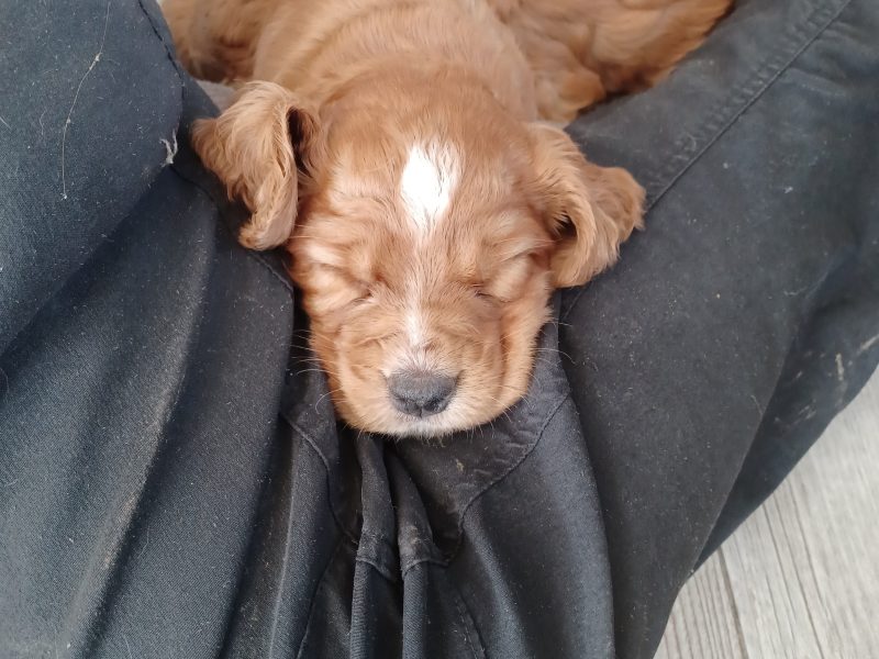 Working Cocker Spaniels