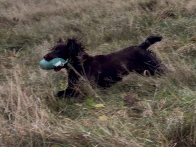 Fully trained chocolate cocker bitch