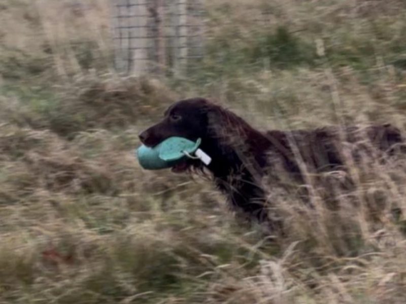 Fully trained chocolate cocker bitch