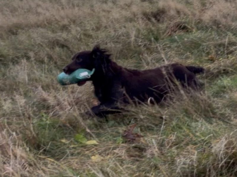 Fully trained chocolate cocker bitch
