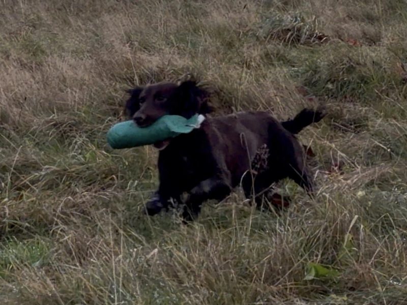 Fully trained chocolate cocker bitch