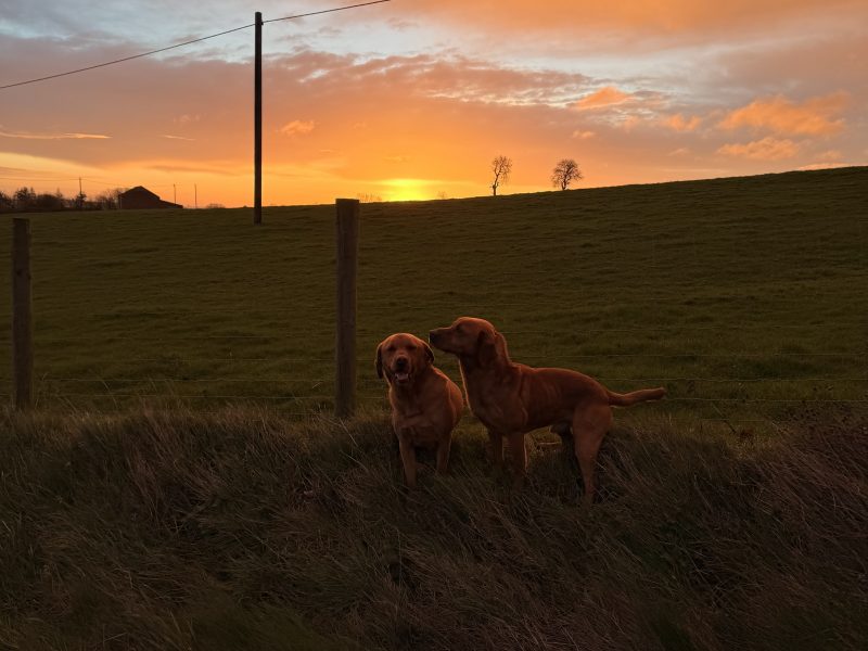 Ftch sired, fully trained kc fox red Labrador stud