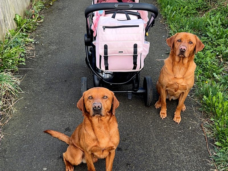 Ftch sired, fully trained kc fox red Labrador stud