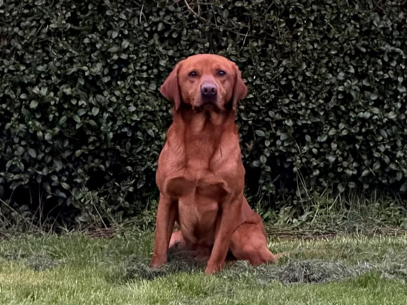 Ftch sired, fully trained kc fox red Labrador stud