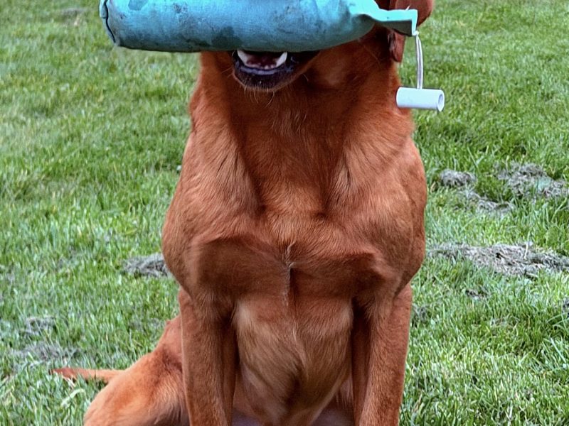 Ftch sired, fully trained kc fox red Labrador stud