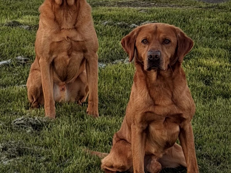 Ftch sired, fully trained kc fox red Labrador stud