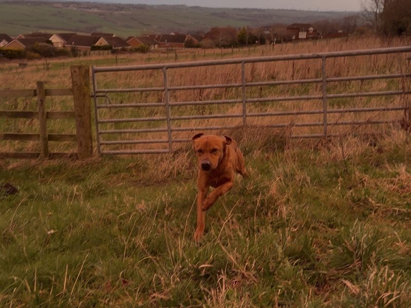 Ftch sired, fully trained kc fox red Labrador stud