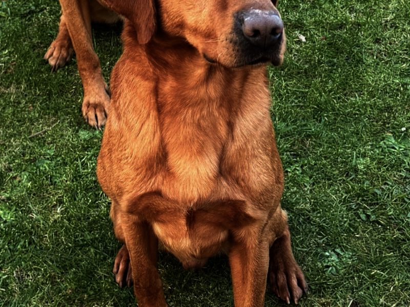 Ftch sired, fully trained kc fox red Labrador stud
