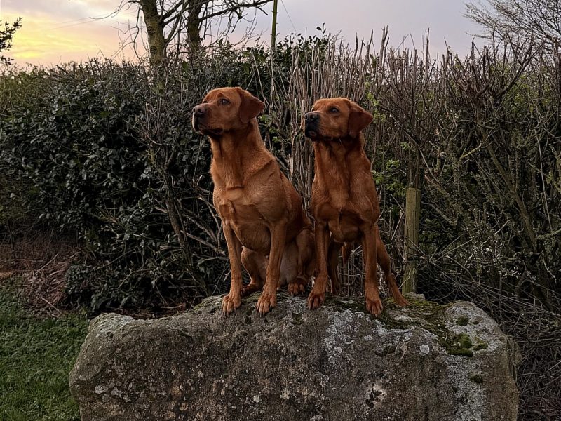 Ftch sired, fully trained kc fox red Labrador stud