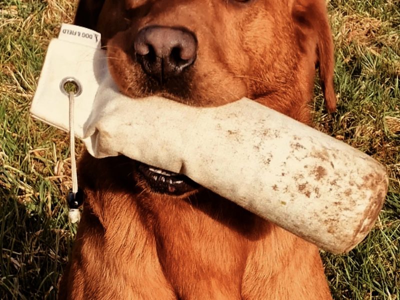 Ftch sired, fully trained kc fox red Labrador stud