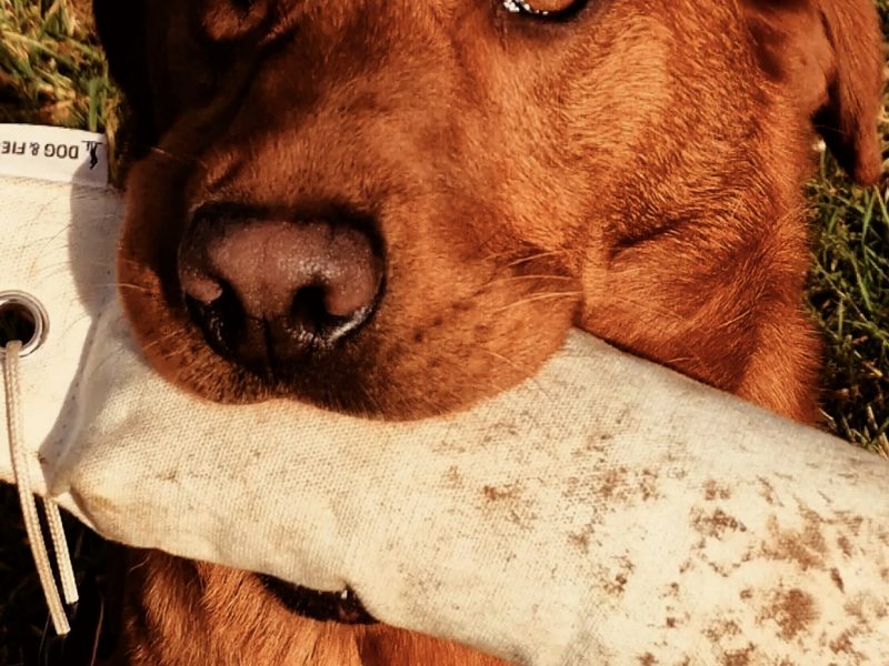 Ftch sired, fully trained kc fox red Labrador stud