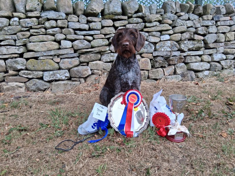 Award winning bitch due june
