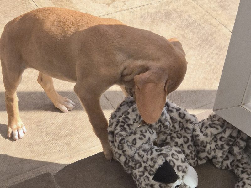 Portuguese pointer puppy for sale