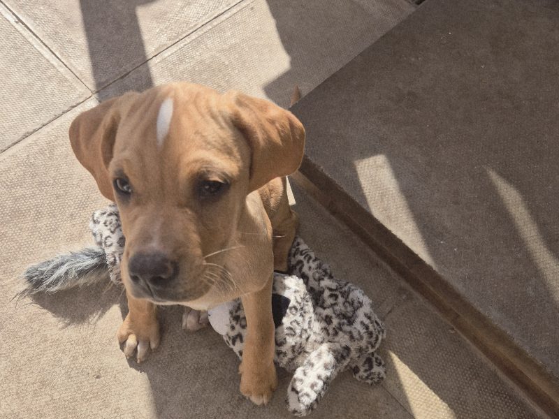 Portuguese pointer puppy for sale