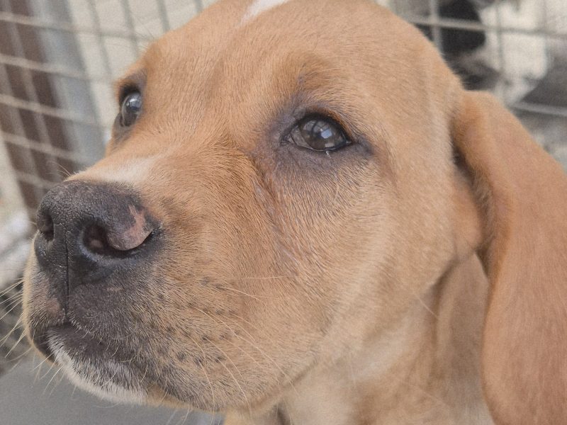 Portuguese pointer puppy for sale