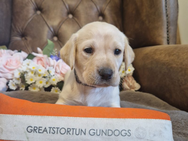 FTCH X IGL CHAMPION 🏆 2016 DAUGHTER