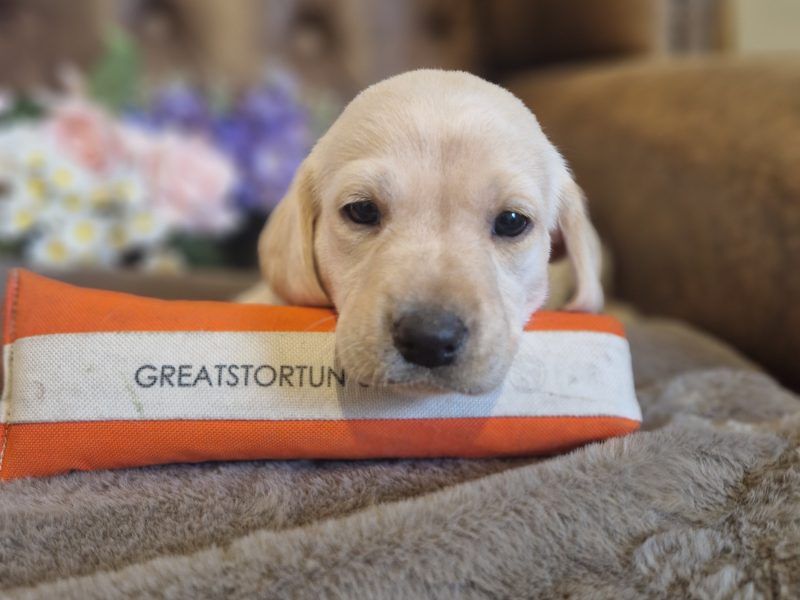 FTCH X IGL CHAMPION 🏆 2016 DAUGHTER