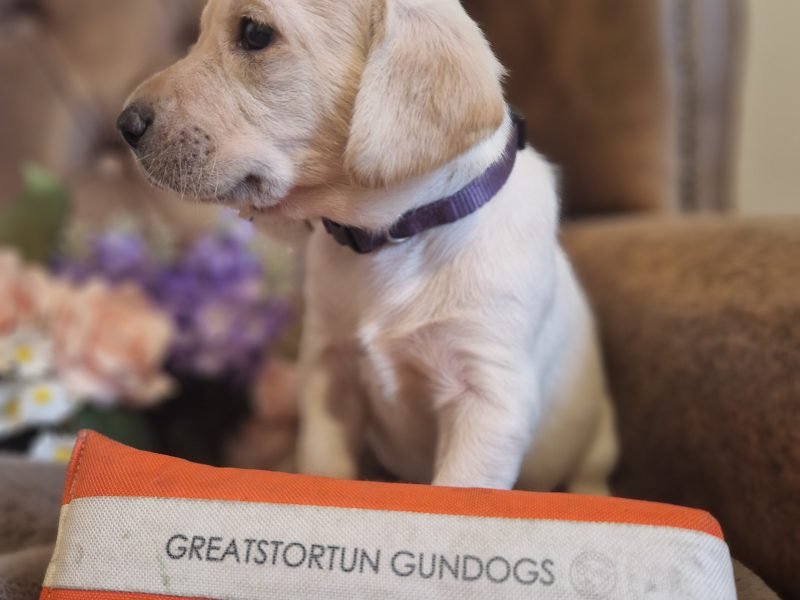 FTCH X IGL CHAMPION 🏆 2016 DAUGHTER