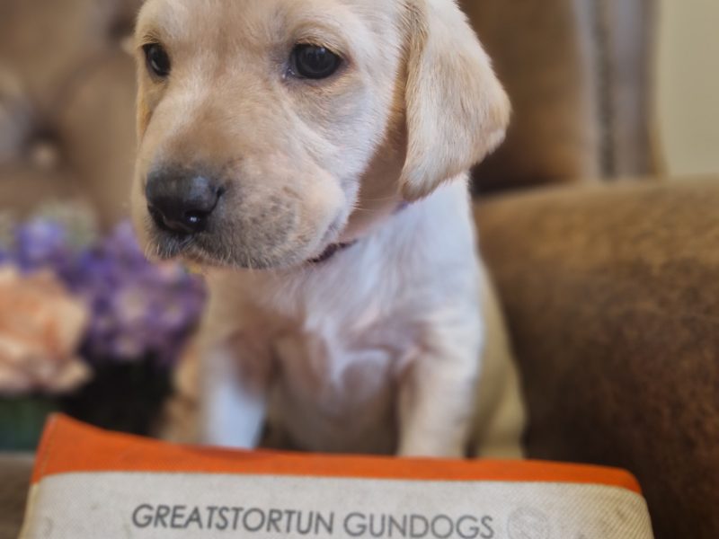 FTCH X IGL CHAMPION 🏆 2016 DAUGHTER