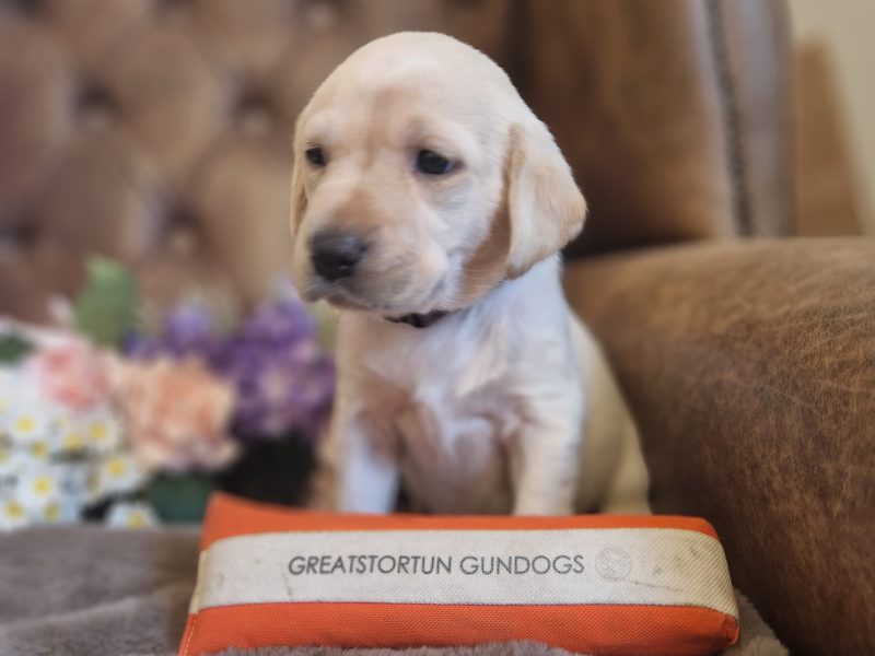 FTCH X IGL CHAMPION 🏆 2016 DAUGHTER