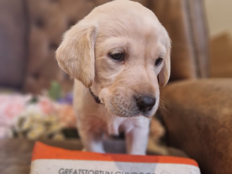 FTCH X IGL CHAMPION 🏆 2016 DAUGHTER