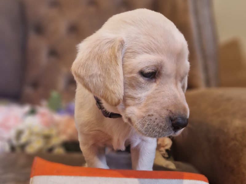 FTCH X IGL CHAMPION 🏆 2016 DAUGHTER