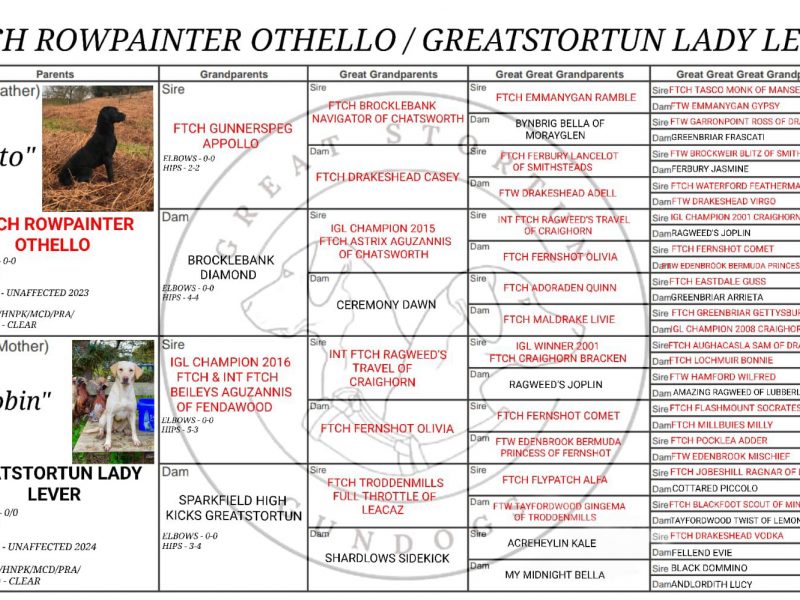 FTCH X IGL CHAMPION 🏆 2016 DAUGHTER