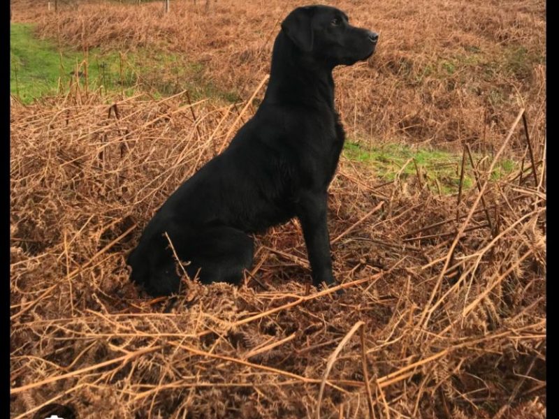 FTCH X IGL CHAMPION 🏆 2016 DAUGHTER