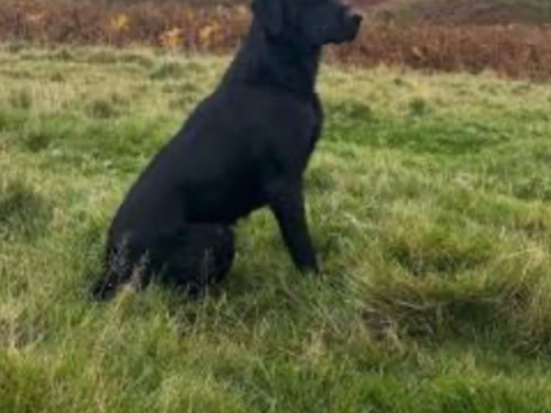 FTCH X IGL CHAMPION 🏆 2016 DAUGHTER