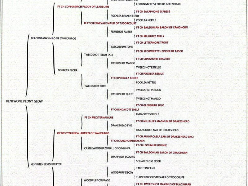 Kentwone Peony Glow (Harleigh) / FTCH Jarailstar Hogen of Stauntonvale (Brae) - Litter coming soon