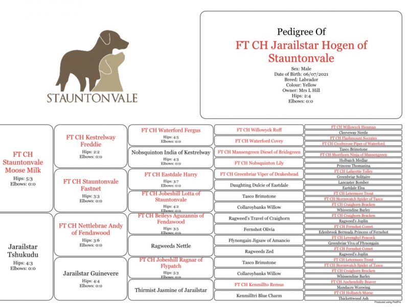 Kentwone Peony Glow (Harleigh) / FTCH Jarailstar Hogen of Stauntonvale (Brae) - Litter coming soon