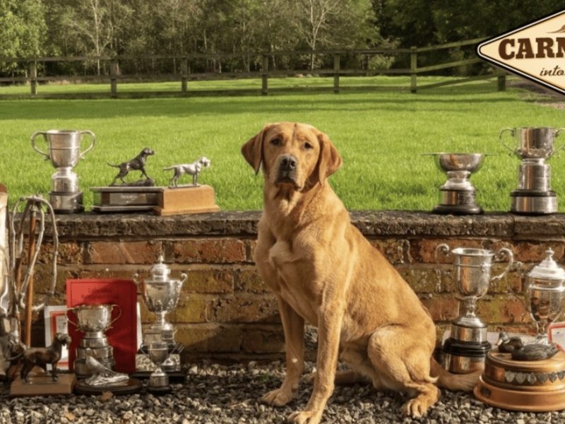 Kentwone Peony Glow (Harleigh) / FTCH Jarailstar Hogen of Stauntonvale (Brae) - Litter coming soon