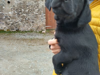 Stunning working Black Labrador puppies