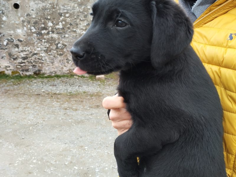 Stunning working Black Labrador puppies