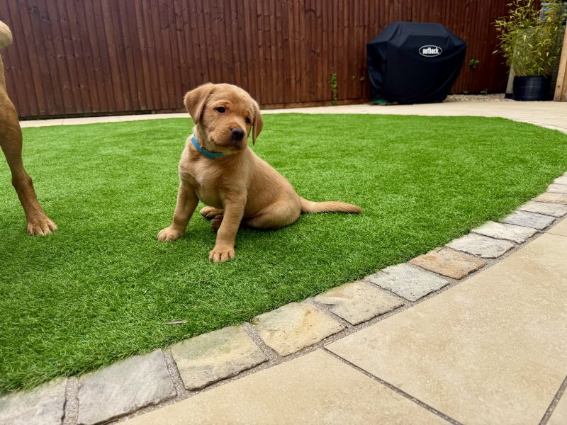 Kentwone Peony Glow (Harleigh) / FTCH Jarailstar Hogen of Stauntonvale (Brae) *X1 DOG LEFT*