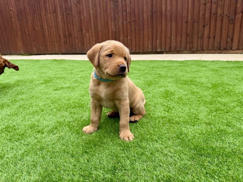 Kentwone Peony Glow (Harleigh) / FTCH Jarailstar Hogen of Stauntonvale (Brae) *X1 DOG LEFT*