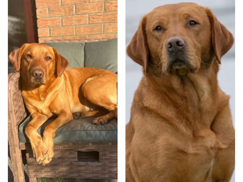 Kentwone Peony Glow (Harleigh) / FTCH Jarailstar Hogen of Stauntonvale (Brae) - Litter coming soon