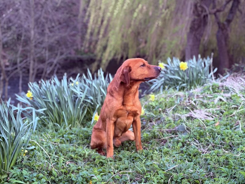 Fully trained experienced dog