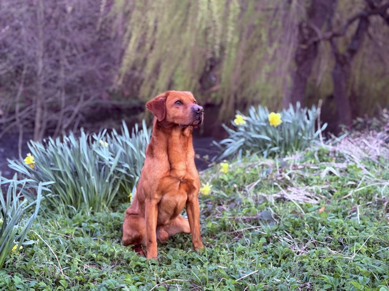 Fully trained experienced dog