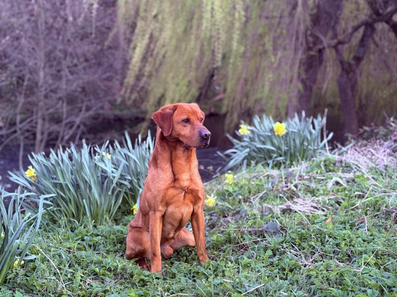 Fully trained experienced dog