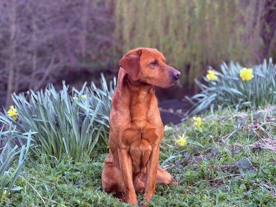 Fully trained experienced dog