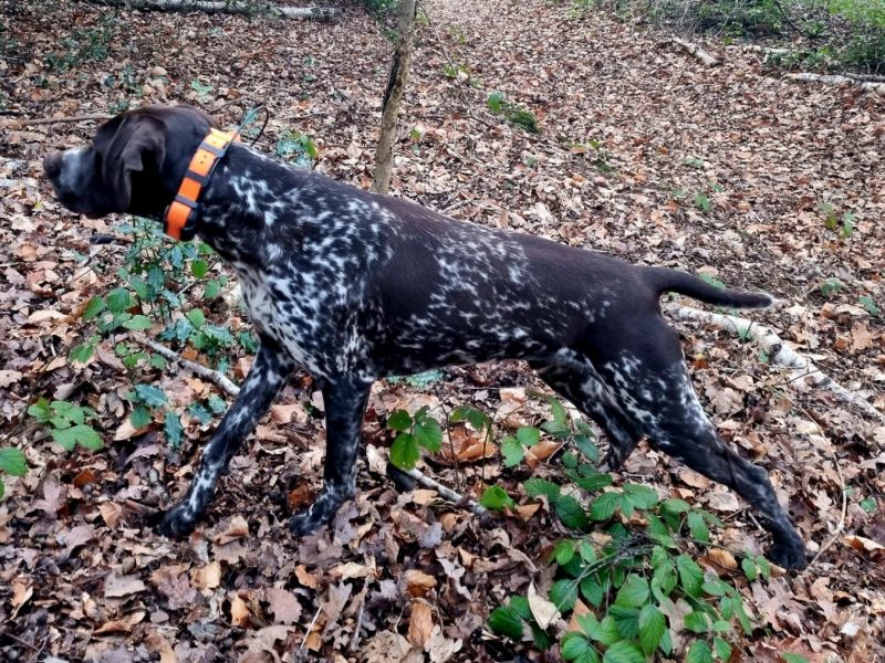 KC Registered GSP 19 Months Exceptional Working Lines