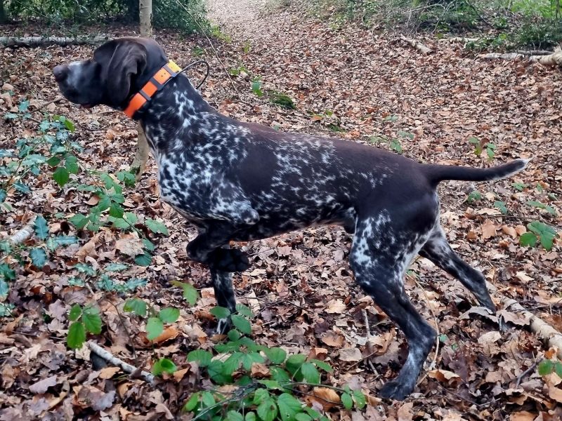 KC Registered GSP 19 Months Exceptional Working Lines