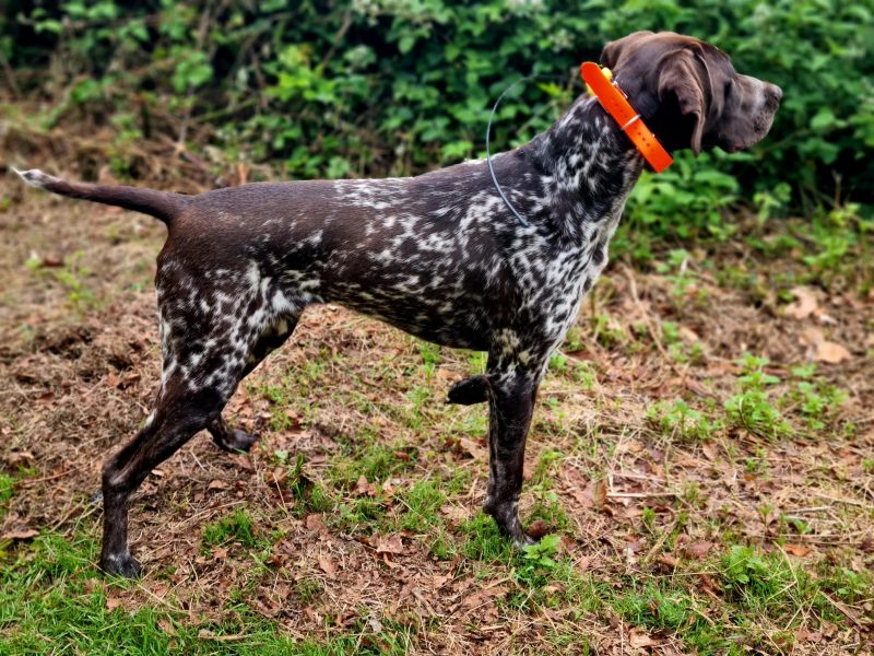 KC Registered GSP 19 Months Exceptional Working Lines