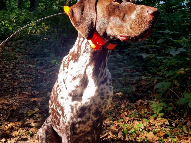 KC Registered GSP 19 Months Exceptional Working Lines