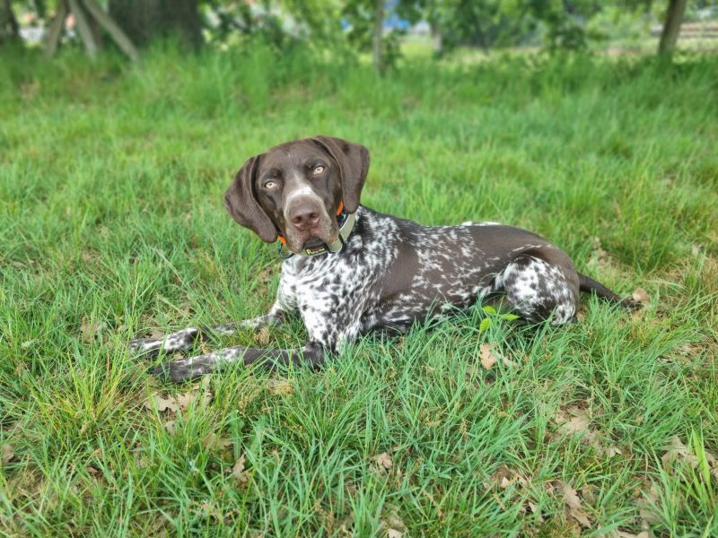 KC Registered GSP 19 Months Exceptional Working Lines