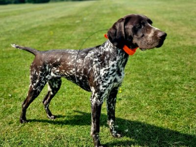 KC Registered GSP 19 Months Exceptional Working Lines