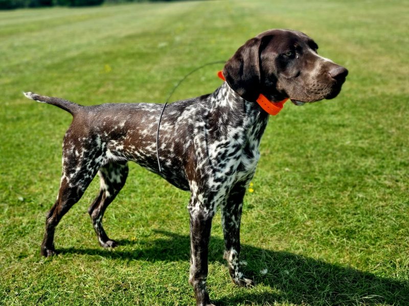 KC Registered GSP 19 Months Exceptional Working Lines